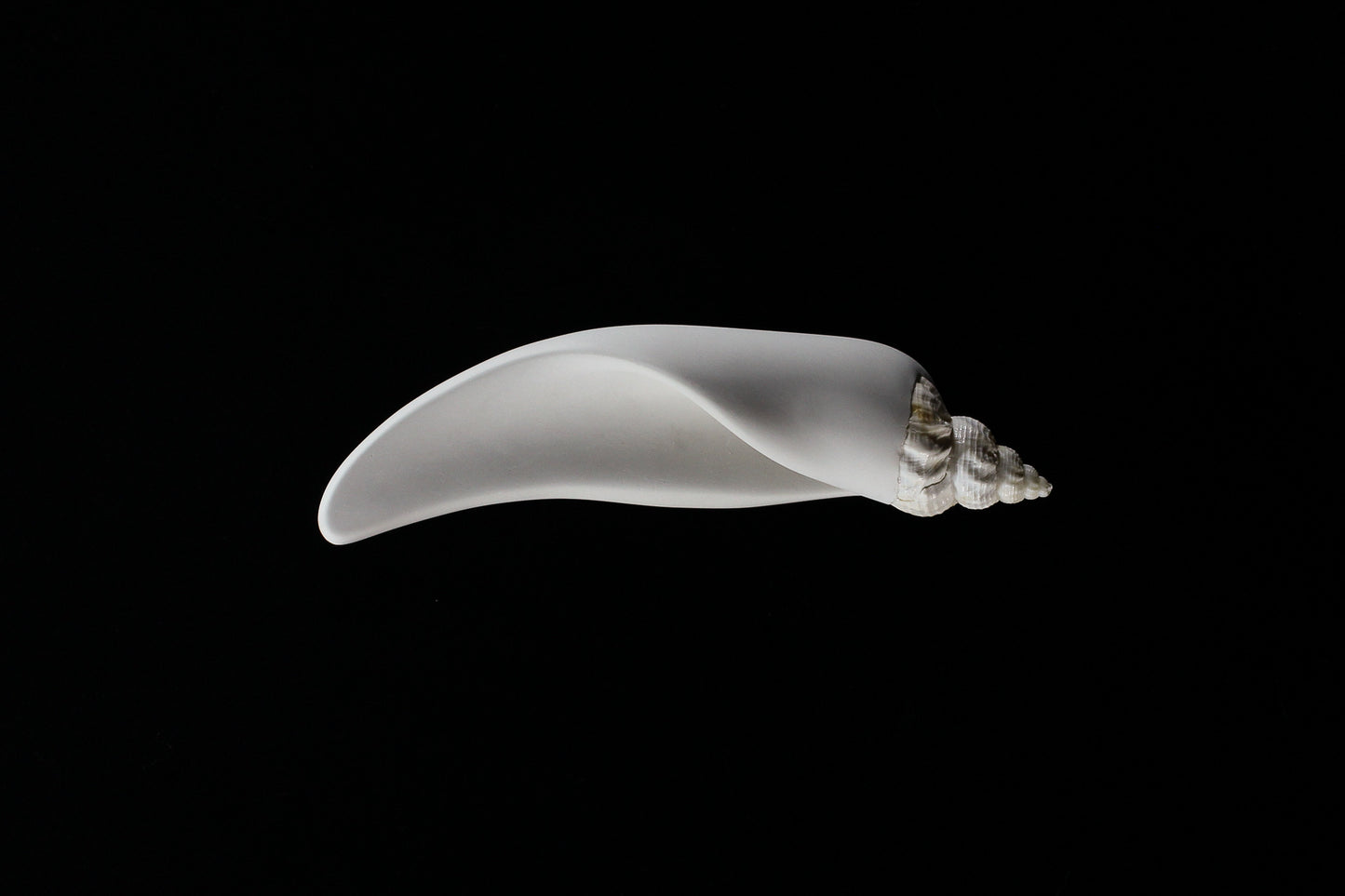 Conch (Mollusca series #4), 2026
