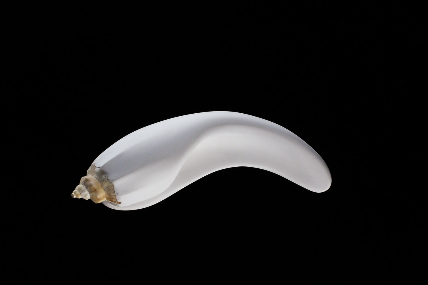 Conch (Mollusca series #6), 2026