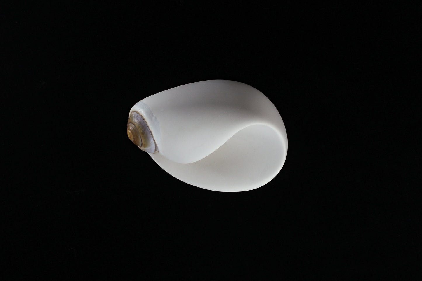 Snail (Mollusca series #7), 2026