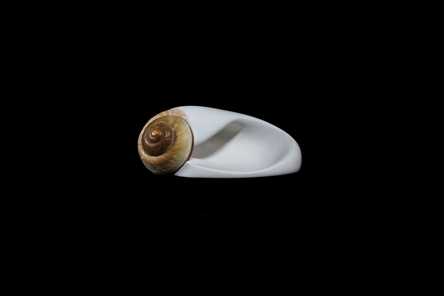Snail (Mollusca series #2), 2026