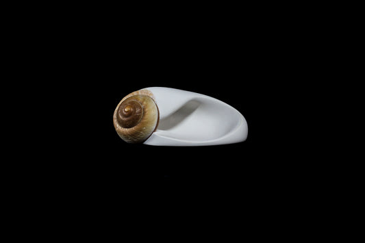Snail (Mollusca series #2), 2026