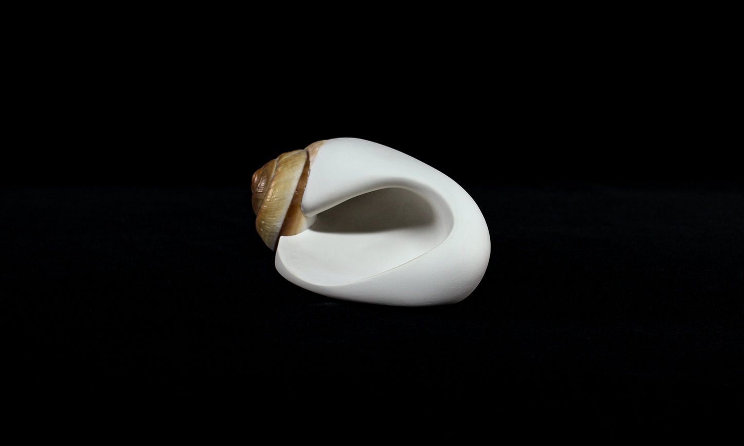 Snail (Mollusca series #2), 2026