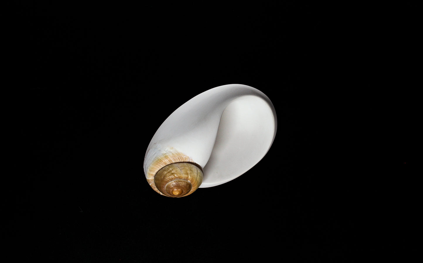 Snail (Mollusca series #2), 2026