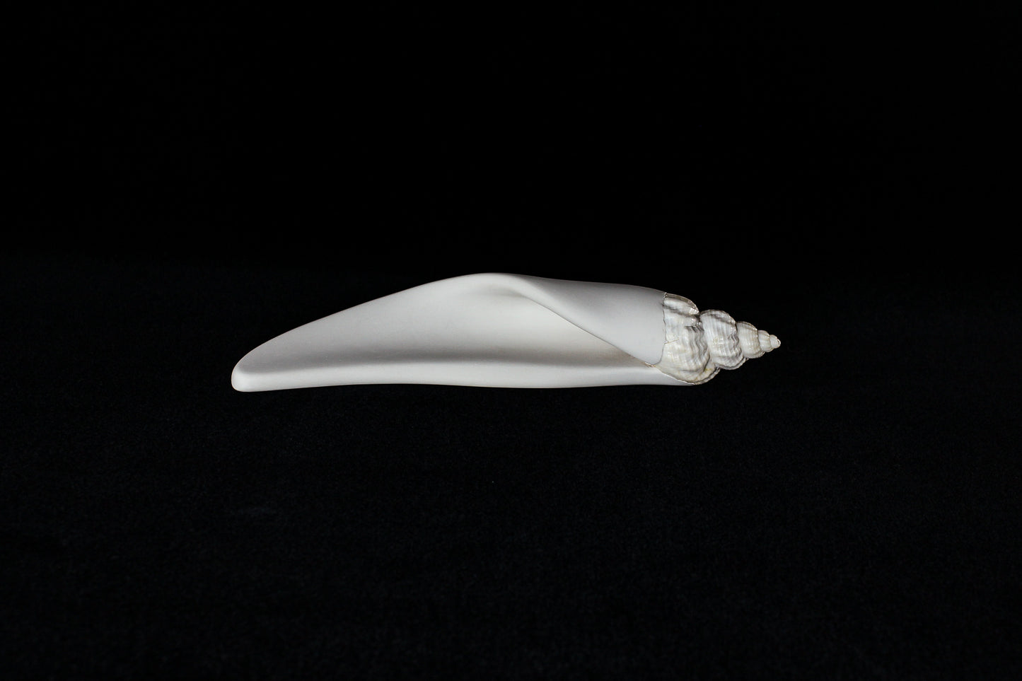 Conch (Mollusca series #4), 2026
