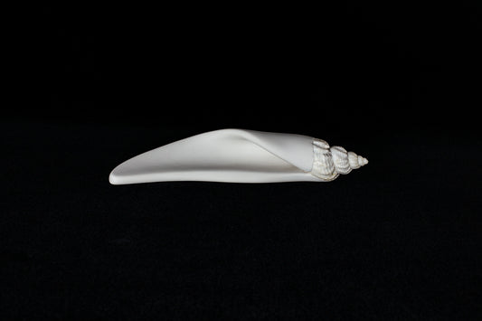 Conch (Mollusca series #4), 2026