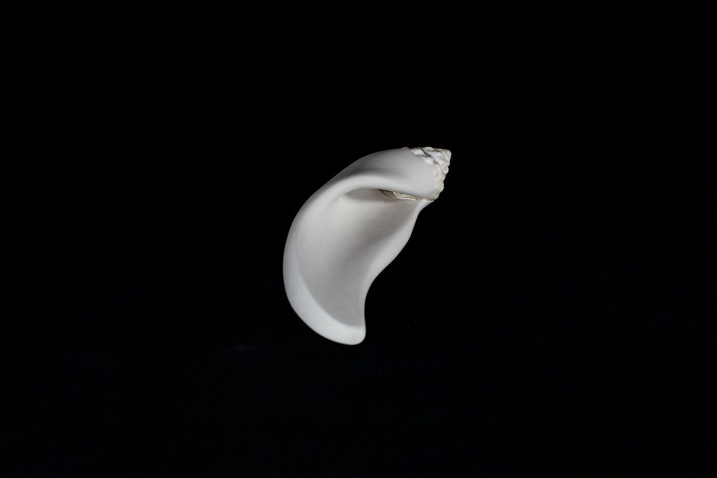 Conch (Mollusca series #4), 2026