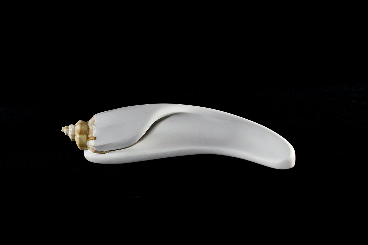 Conch (Mollusca series #6), 2026