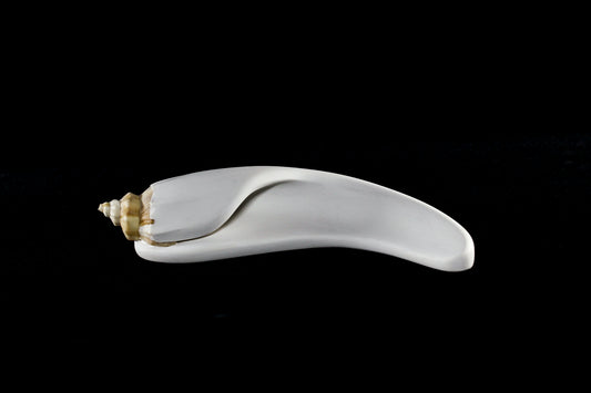 Conch (Mollusca series #6), 2026