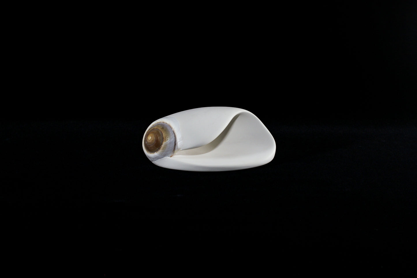 Snail (Mollusca series #7), 2026