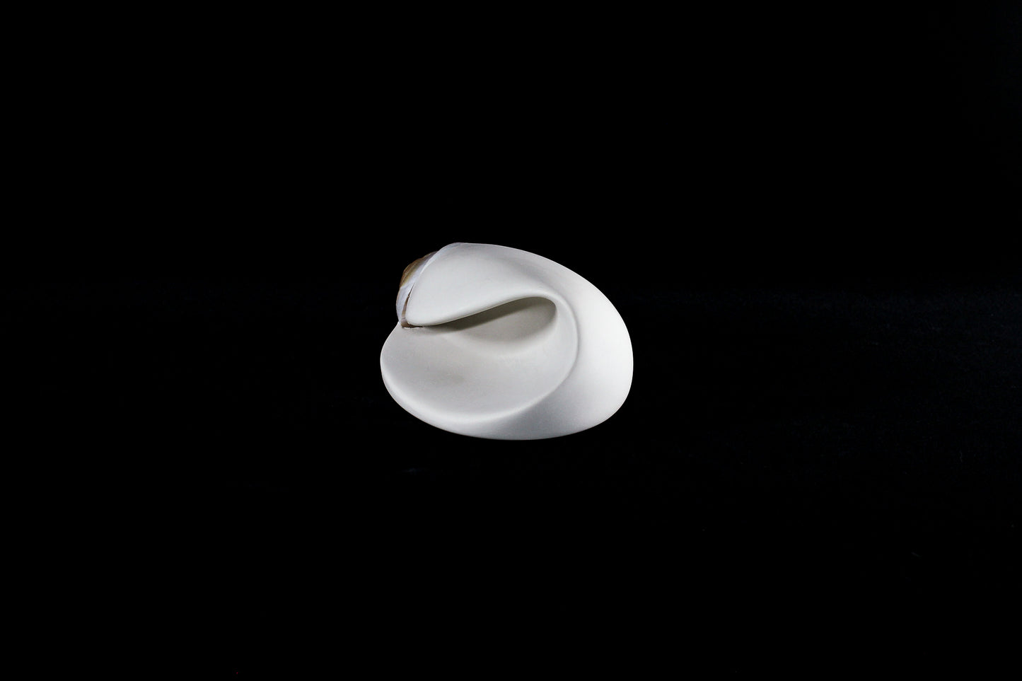 Snail (Mollusca series #7), 2026